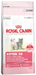 Kitten 36  10kg