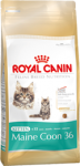 Kitten Maine Coon 10kg